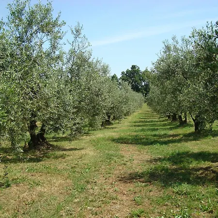 Antica Fattoria Borghesi Fauglia